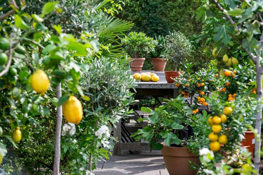 Organski supstrat za mediteransko bilje 60l DCM - Slika 2